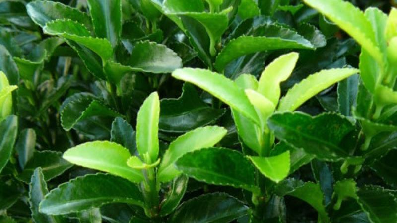 Plante : EUJAGRSP