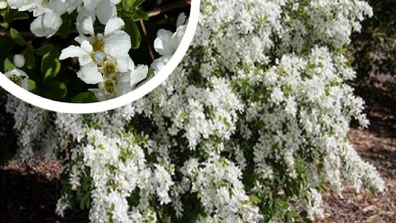 Plante : EXRANI