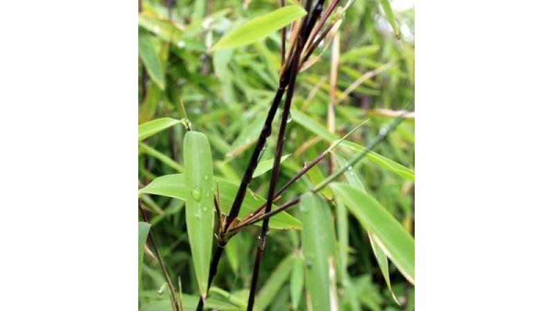 Plante : FANIBL