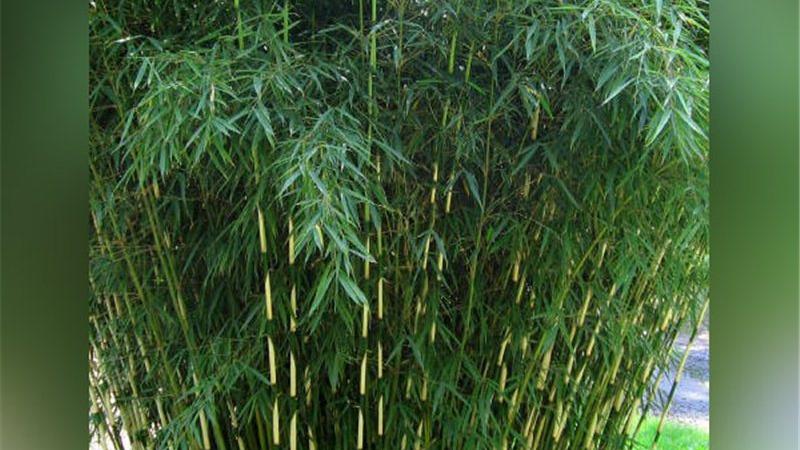 Plante : FAROTA