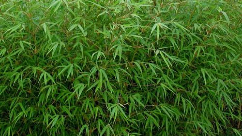 Plante : FARU