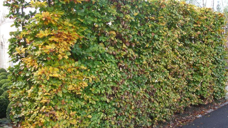 Plante : FASY