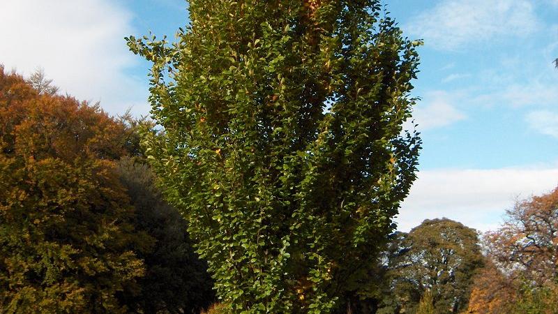 Plante : FASYDA