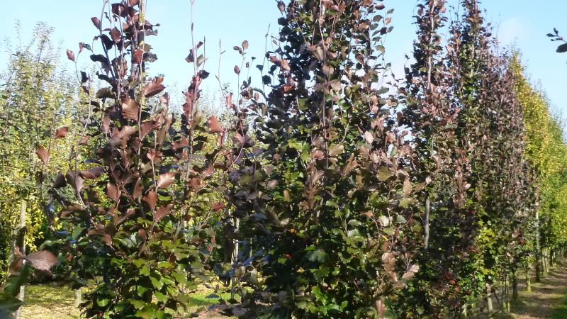 Plante : FASYDAPU