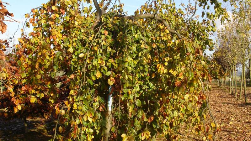 Plante : FASYPE