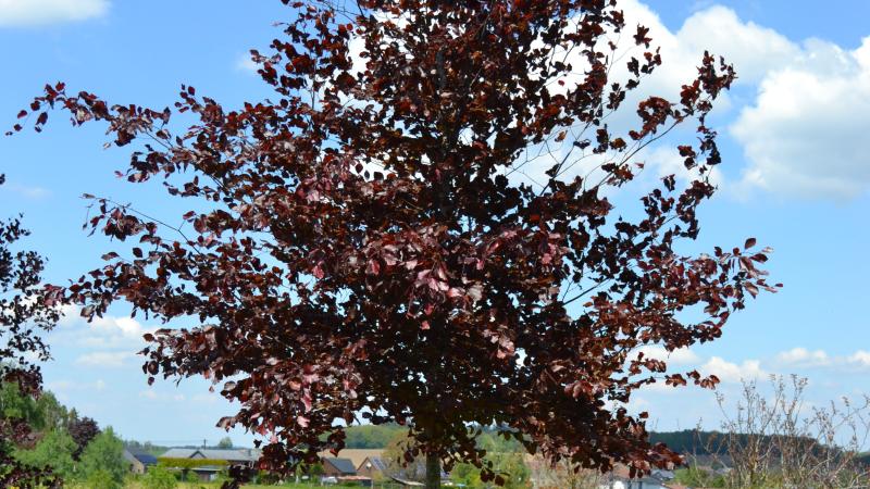 Plante : FASYPU