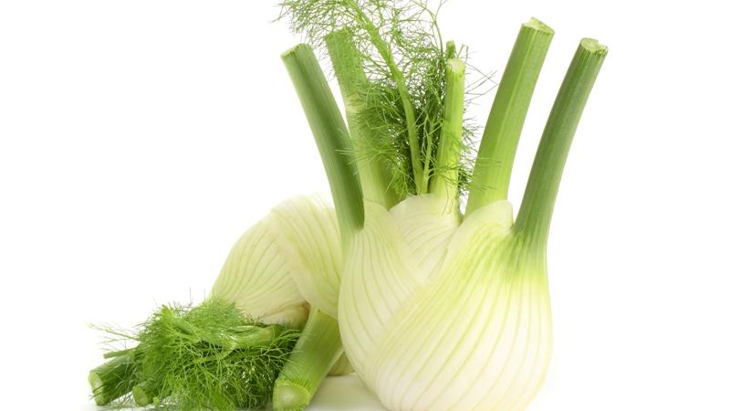 Plante : FE