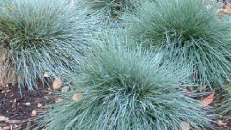 Plante : FEGL