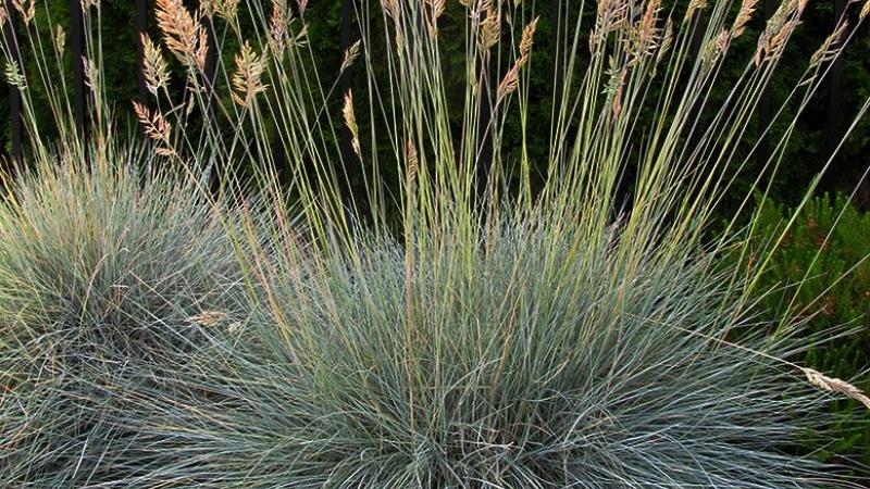 Festuca glauca Elijah Blue