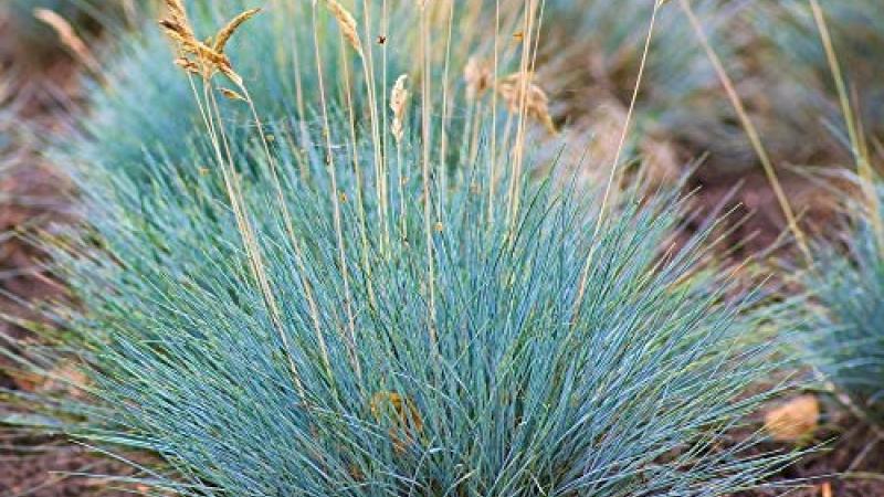 Plante : FEVA GL