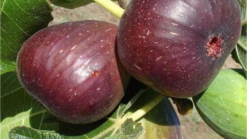 Plante : FICAMO