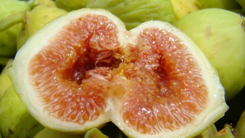 Plante : FICAPRDA