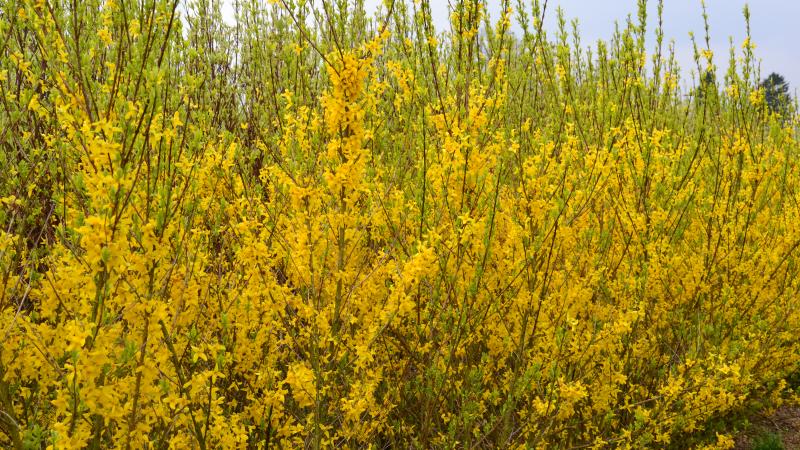 Plante : FOIN