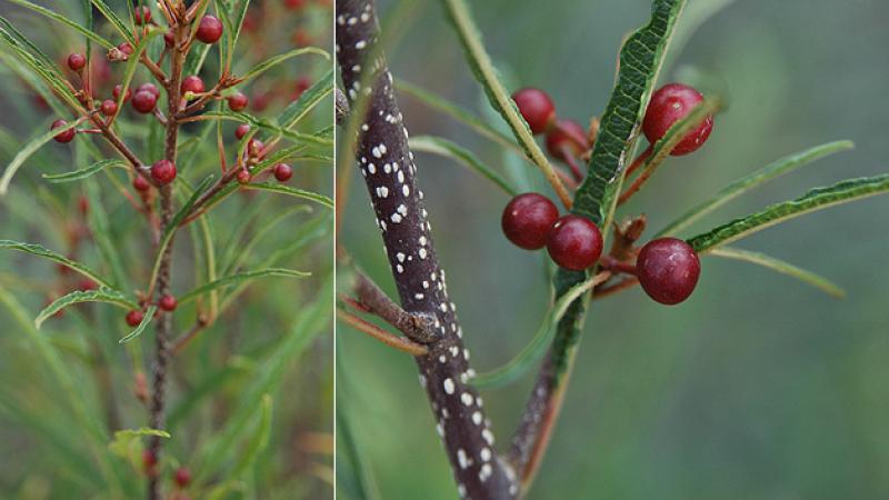 Plante : FRALAS