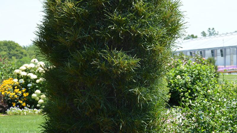 Plante : FRALFILI