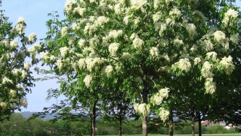 Plante : FROR