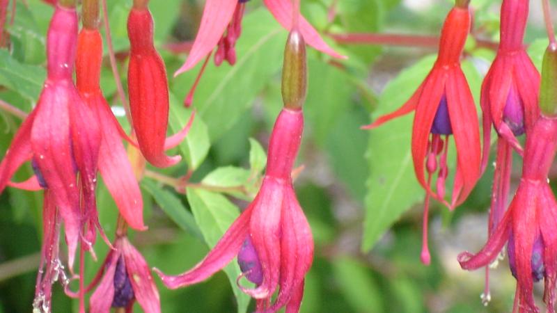 Plante : FUHYLATH