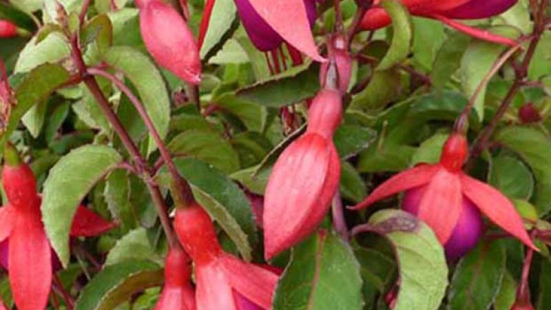 Plante : FUHYMRPO