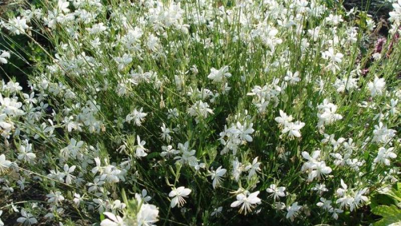 Plante : GALISN