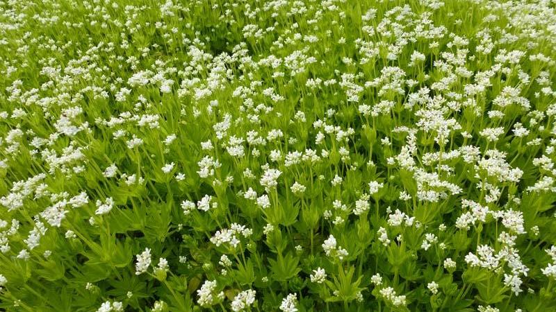 Plante : GAOD