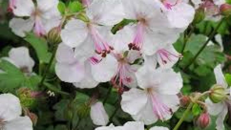 Plante : GECA