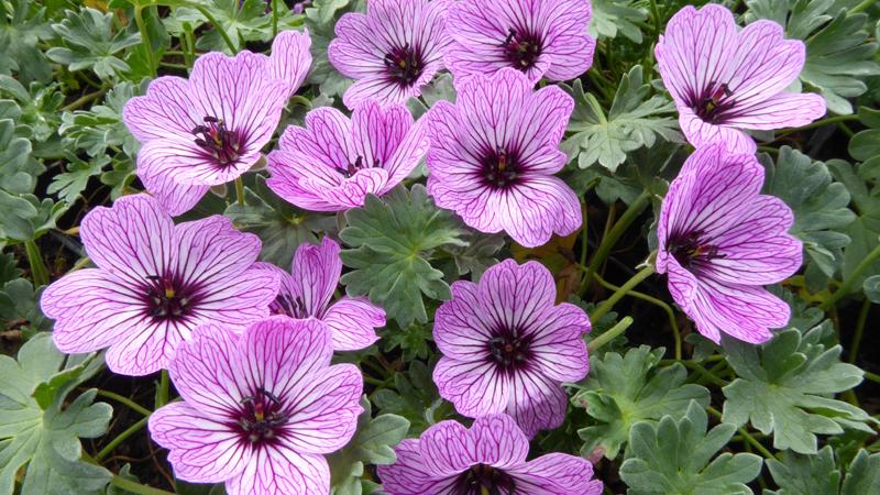 Plante : GECIBA