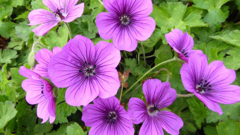 Plante : GEHYHEVE