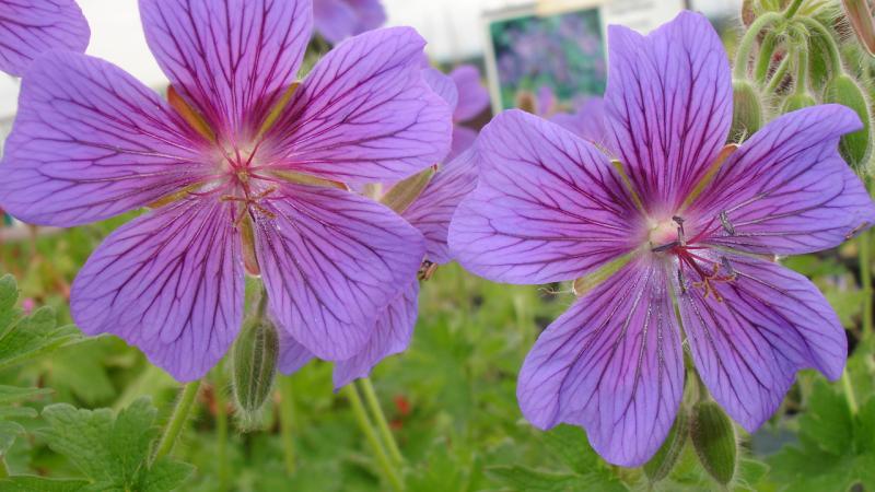 Plante : GEJOBL