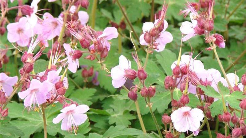 Plante : GEMA
