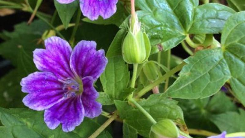 Plante : GENOCLCO