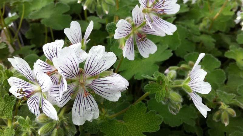 Plante : GERE