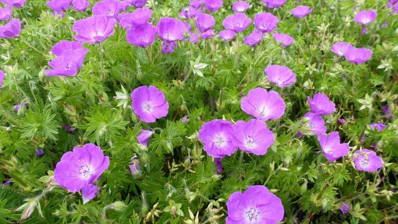 Plante : GESA