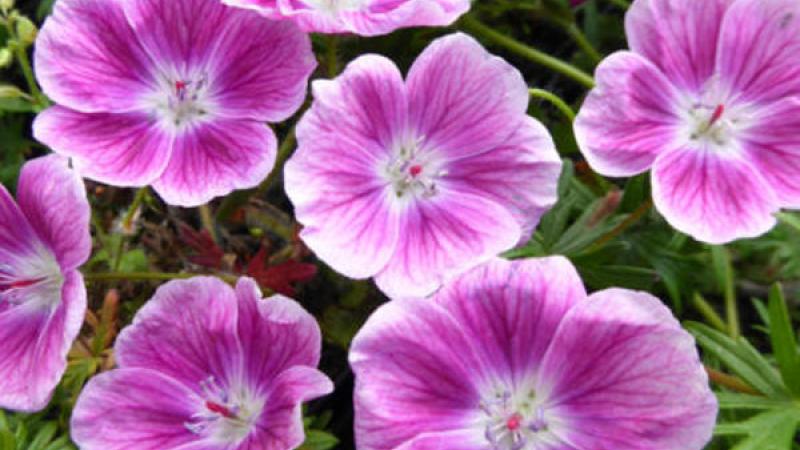 Plante : GESAEL