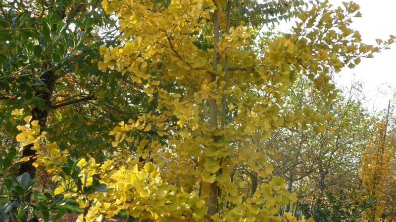 Plante : GIBI