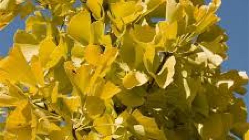 Plante : GIBIFAI