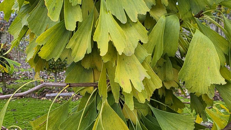 Plante : GIBISA
