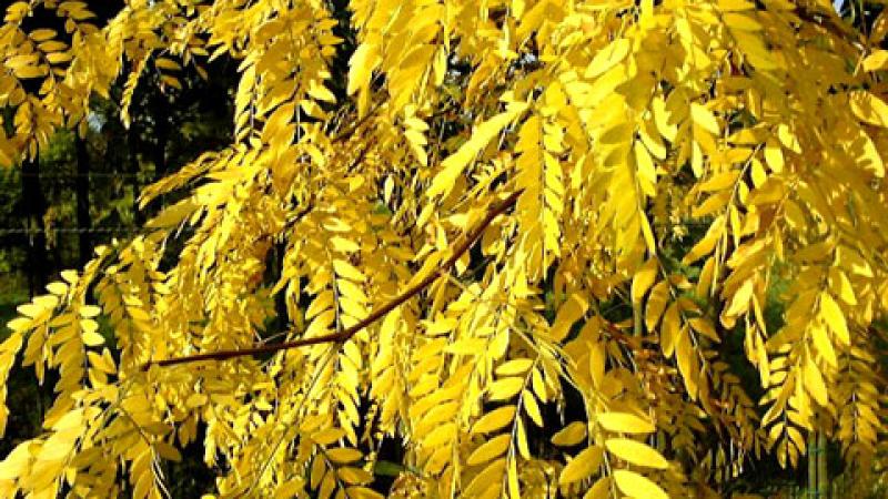 Plante : GLTRSU