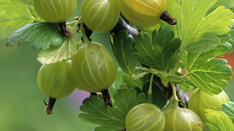 Plante : GRMAJA