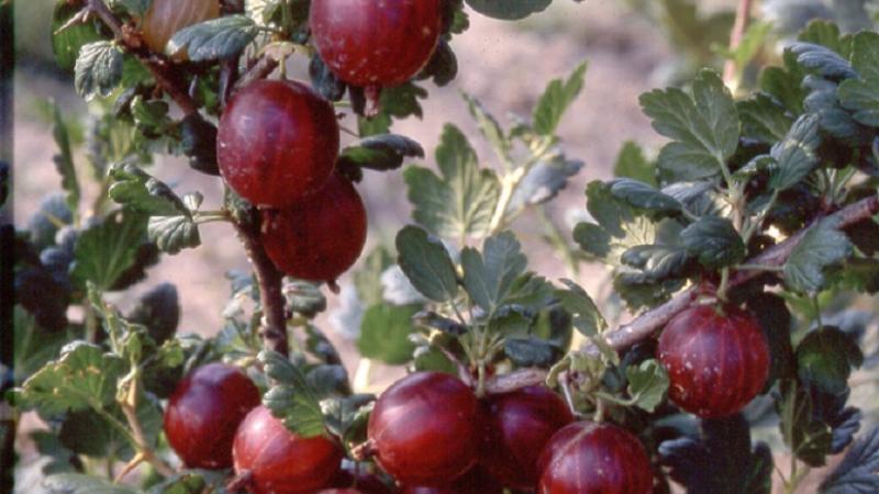 Plante : GRMARO