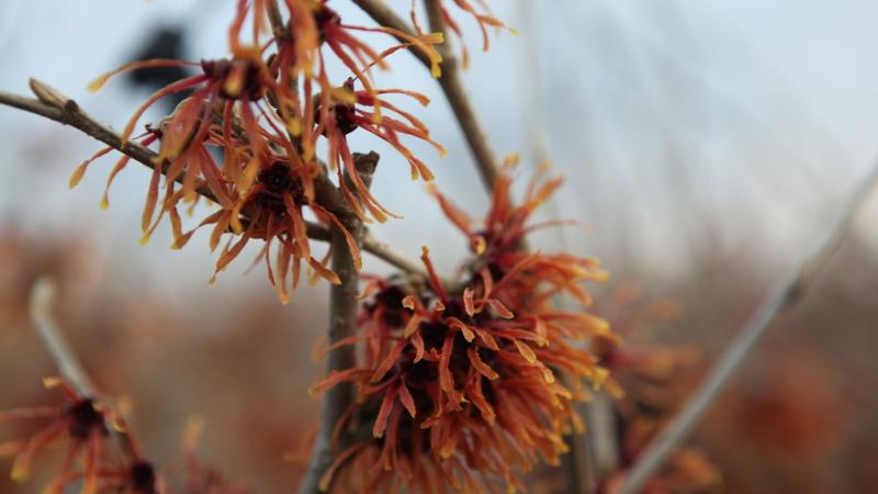 Plante : HAINJE