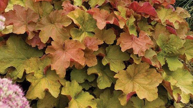Plante : HECA