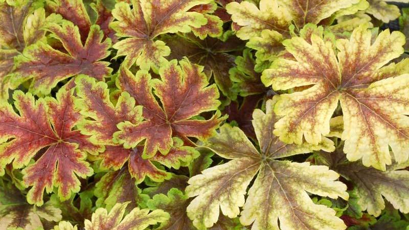 Plante : HECHHYGOZE