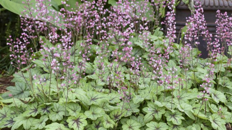 Plante : HECHHYPIFI