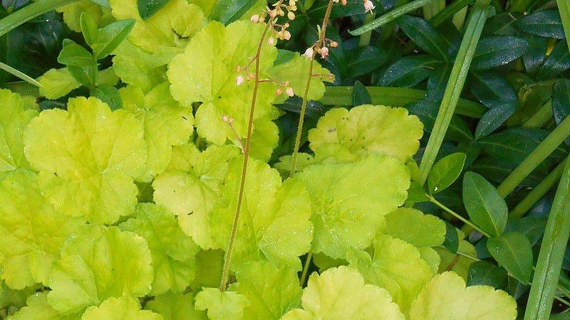 Plante : HECI