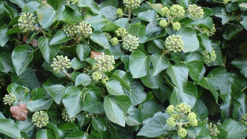 Plante : HECOAR