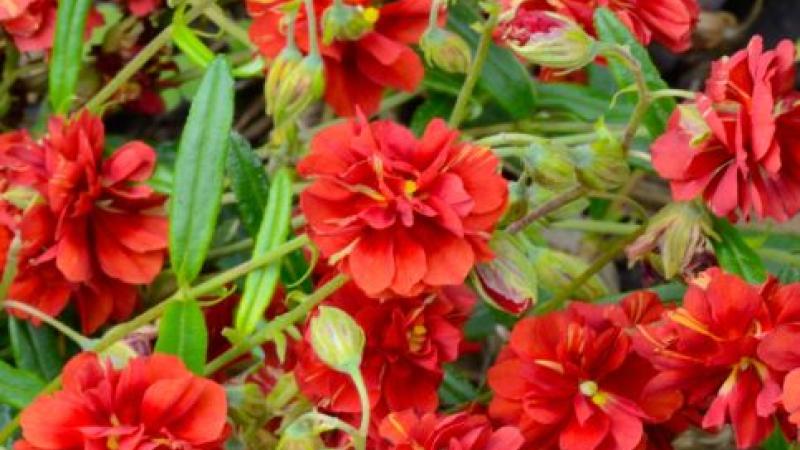 Helianthemum Amabile Plenum