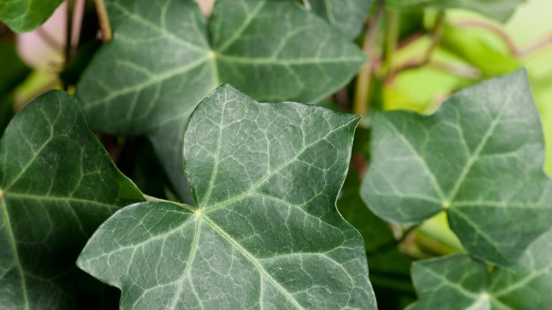 Plante : HEHI