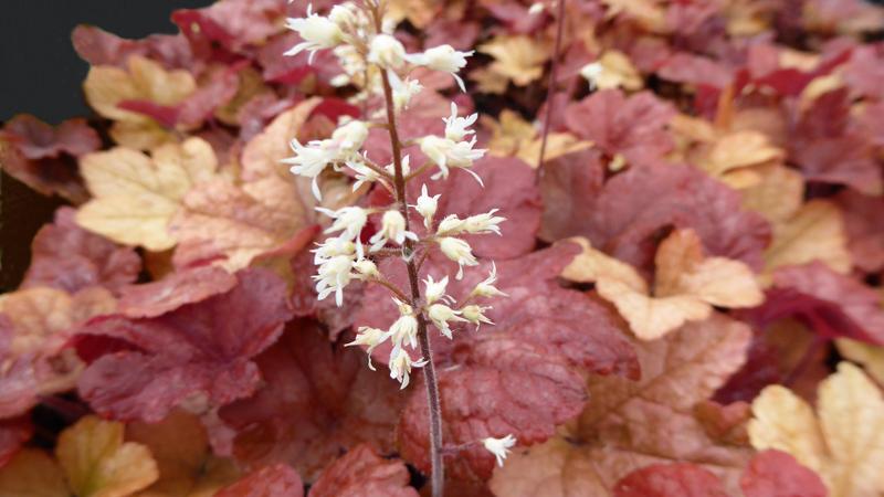 Plante : HEHYBURU