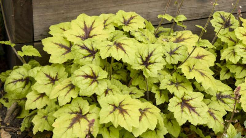 Plante : HEHYCAFI