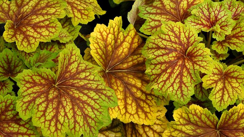 Plante : HEHYNOEXRE